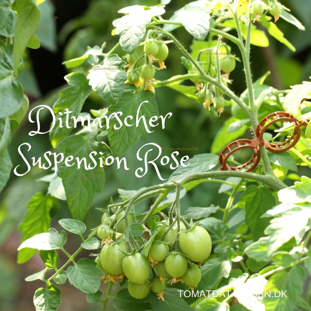 Ditmarscher Suspension Rose